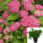 Hydrangea Mac Pia 1Gallon Plant Bigleaf Hydrangea Plant French Hydrangeaplant Lacecap Hydrangea Flower Live Plant Mr7