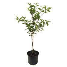 Apple Fuji 5Gallon Plant Apple Deep Red Malus Domestica Fuji Fruit Tree Live Plant Dw7Ht7