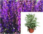 Salvia Prat Midnight Purple 2Gallon Plant Perennial Garden Sage Palnt Live Plant Mr7