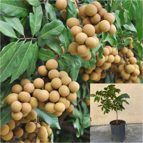 Dimocarpus longan 4" pot   Dragons eye plant Longan fruit plant Mata Kuching Plant Ht7