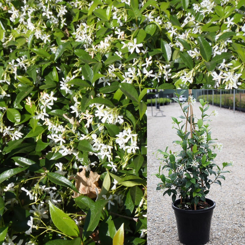 Trachelospermum Jasmin Staked 1 Gallon Jasminoides Star Jasmine White Live Plant Outdoor Gr7