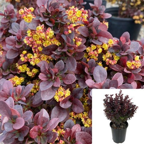 Berberis Thunbergii Concorde 5Gallon Japanese Barberry Gr7 Thunberg S Red Perennial Live Plant