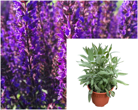 Salvia Prat Midnight Purple 1Quart Plant Perennial Garden Sage Palnt Live Plant Mr7