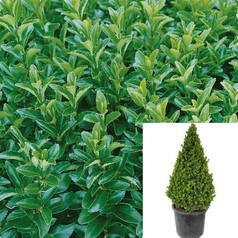 Euonymus Green Spires Cone 5Gallon Japonicus Spire Plant Live Plant Outdoor Ho7