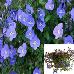 Veronica Georgia Blue 10Packs Of 1Quart Plants Peduncularis Creeping Speedwel Live Plant Gr7 Mr7