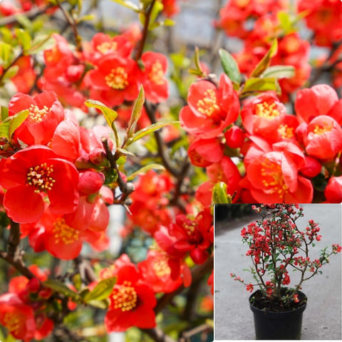 Chaenomeles Kurokoji 5 Gallon Plant Flowering Quince Flower Live Plant Ho7