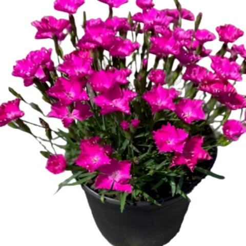 Dianthus Sunflor Kahori 1Gallon Plant Mature Spread Carnation Flower Live Plant Ho7