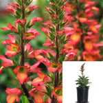 Digiplexis Illumination Flame 1Gallon Plant Tender Foxglove Asiatic Lily Flower Live Plant Ho7