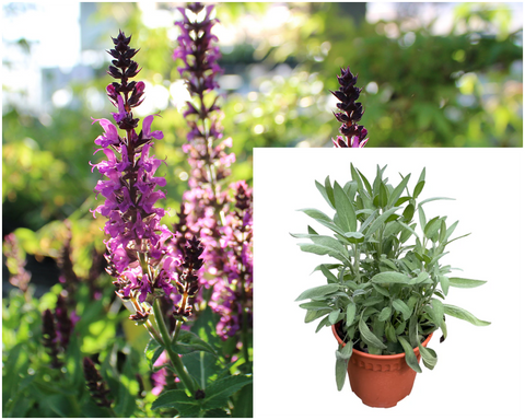 Salvia Rhea Blue 4 inches Plant Mealy Cup Sage Salvia farinacea Flower Live Plant Pr7