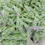 White Velvet Jew Tradescantia Sillamontana Matuda Hairy Web Comb Fuzzy Best Live Plant 6"pot  Ht7