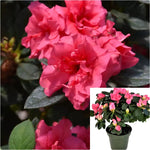 Azalea Autumn Rouge 3 Gallon Plant Rhododendron Robleg Flower Plant Autumn Rouge Live Plant Gr7
