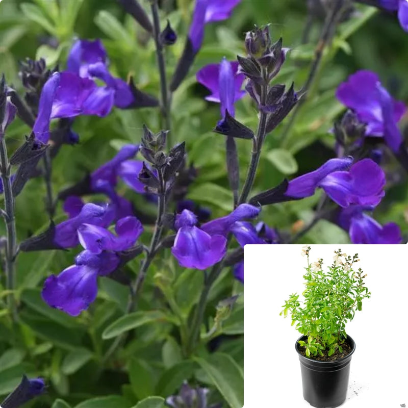 Salvia Greggii Mirage Violet 1Gallon Plant Autumn Sage Mirage Violet P ...