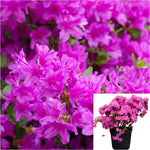 Azalea Encore Royalty 3 Gallon Plant Autumn Royalty Plant Encore Azalea Plant Flower Live Plant Gr7