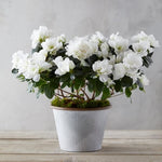 Azalea Hybrid Madonna 5 Gallon Plant Rhododendron Alaska White Plant Rutherfordiana Hybrid Plant Outdoor Flower Live Plant Gr7