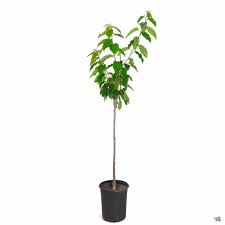 Blackberry Triple Crown 5 Gallon Plant Prunus Avium Black Tartarian Purplish Black Plant Outdoor Fruit Tree Live Plant Best Dw7Ht7