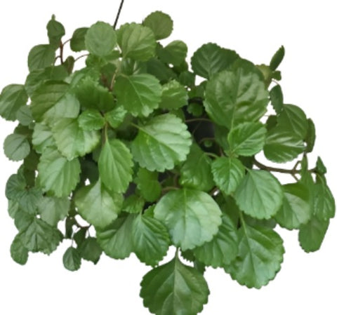 Swedish Ivy Green Plant Plectranthus Swedish Begonia Creeping Ground Cover 1 Gallon Ht7 Live Plant