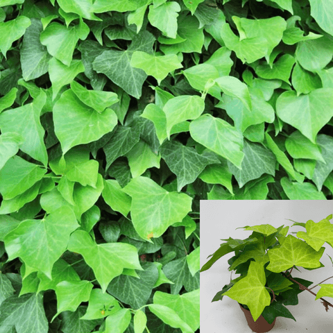 Ivy Algerian Plant 6Packs Of 2Inches Pot Baltic Plant Hedera Algeriensis Live Plant Ground Cover Ht7 Best