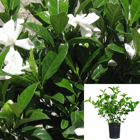 Gardenia Jasminoides Mystery 1Gallon White Live Plant Outdoor Ho7