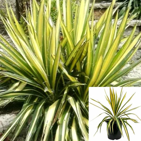 Yucca Gold Sword 5Gallon Plant Needle Palm Golden Live Plant Fr7