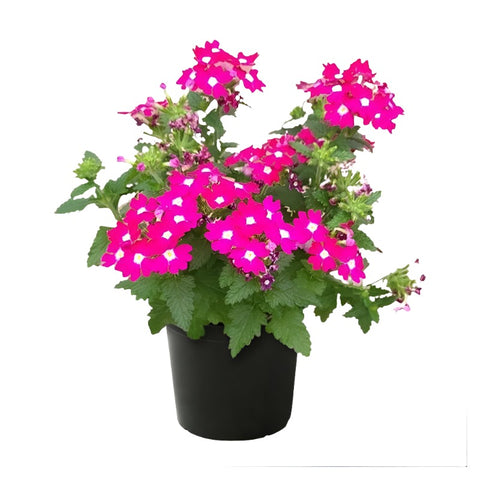 Verbena Pink Charm 1 Gallon Plant Moss Verbena Plant Outdoor Live Plant Pr7