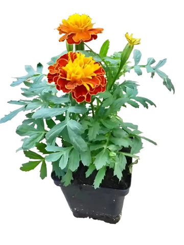 Marigold Little Hero Yellow 4inches Plant French Marigold Flowers Live Plan Pr7