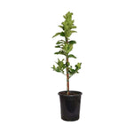 Citrus Kumquat Meiwa Standard Tree 5Gallon Plant Citrusrus Medica Var Sarcodactylis Yellow Fingered Citrusron Fr7