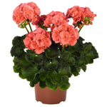 Geranium Survivor Orange 1 Gallon Ht7 Plant Zonal Geranium Flower Live Plant Pr7