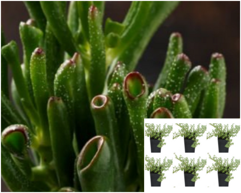 6pks Of 2Inches Pot Crassula Gollum Jade Elephant Foot succulent Live Plant Ht7 Best