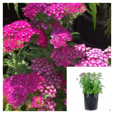 Achillea New Vintage Violet 1 Gallon Plant Yarrow Palnt Flower Live Plant Mr7