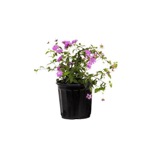 Lantana Lavender Trails 1 Gallon Plan Trailing Lantana Weeping Lantana Creeping Lantana Flower Live Plant Pr7