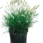 Pennisetum Spathiolatum 1Gallon Ornamental Grass Slender Veldt Live Plant Fr7