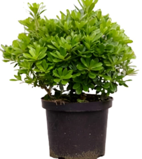 Pittosporum Tob Wheeler Dwarf 5Gallon Tobira Japanese Mock Orange Shru ...