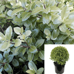 Pittosporum Ten Silver Sheen 5Gallon New Zealand Kohuhu Live Plant Outdoor Ho7