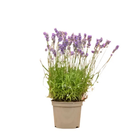 Lavender Elegance Purple 1 Gallon Ht7 Plant Lavender English Lavender Plant Live Plant Pr7