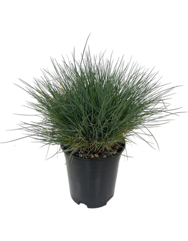 Festuca Molate Plant Creeping Blue Fescue 1Gallon Rubra Grass Live Plant Mr7