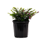 Mexican Heather 1 Gallon Plant False Heather Hawaiian Heather Elfin Herb Plant Live Plant Pr7 Ht7