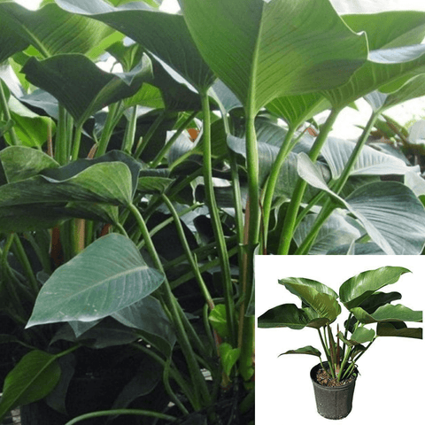 Green Congo Indoor Philodendron Large Leaf 4 inches Pot Live Plant Ht7