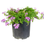 Verbena De La Mina 1 Gallon Plant Verbena Plant Verbena Peruviana Flower Live Plant Gr7
