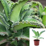 Mother Of Thousands Plant 4Inches Devil’s backbone Mexican hat plant Kalanchoe Daigremontiana Bryophyllum Daigremontianum Plant House live plant Ht7