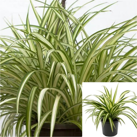 10 Cutting Spider Variegated Plant Chlorophytum Comosum succulent Live Plant Ht7