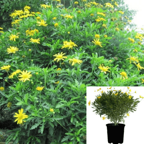 Euryops Viridis Standard Tree 5Gallon Patio Yellow Mountain Resin Flower Bush Gr7 Live Plant