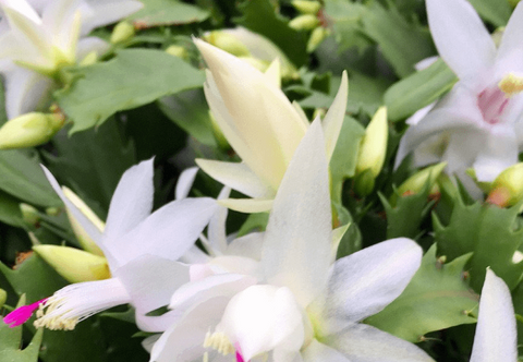 Christmas Cactus Zygocactus White Plant 4inches Pot Schlumbergera Bridgesii White flower Succulent Drought Tolerant Live Plant ht7