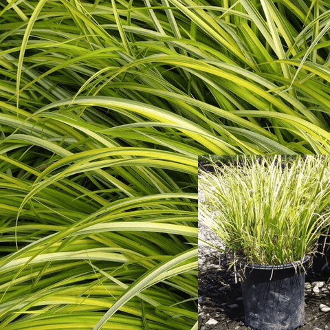 Acorus Gra Ogon 1 Gallon Gramineus Plant Lime Japanese Sweet Flag Grass L