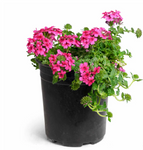 Verbena Peruviana Hot Pink 4inches Plant Verbena Endurascape Hot Pink Live Plant Ht7