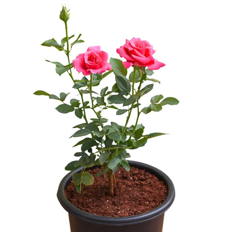 Rosa Pink Peace 5 Gallon Plant Rosa Melbil Live Plant Flower Ht7