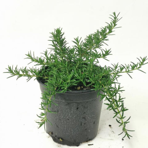 Rosmarinus Lockwood De Forest 1Gallon Salvia Rosemary Fr7 Prostrate Officinalis E Live Plant