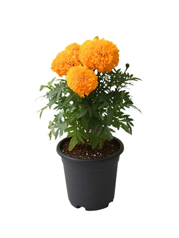 Marigold Inca Orange 4inches Plant African Marigold Flowers Live Plant Pr7