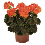 Geranium Zonal Brocade Fire 1 Gallon Geranium Flower Live Plant Pr7