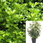 Pittosporum Eugenoides 1Gallon Lemonwood Evergreen Tree Ourdoor Live Plant Ho7