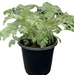 Artemesia Powis Castle 4Inches Plant Wormwood Bushy Mound Of Silvery Evergreen Live Plant Ht7